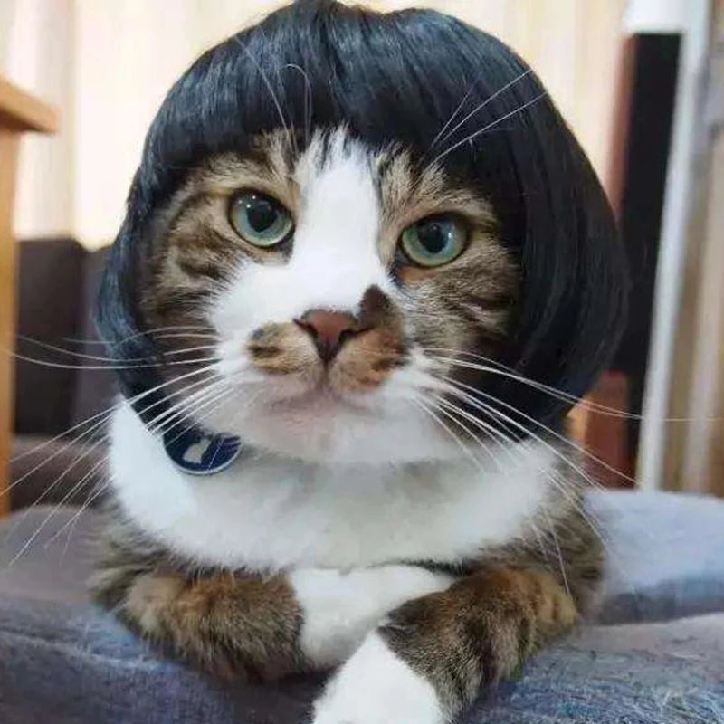Stylish Pet Wig