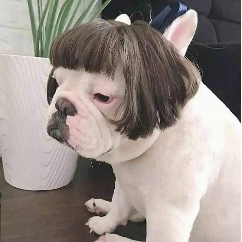 Stylish Pet Wig